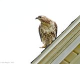 Red-tailed Hawk