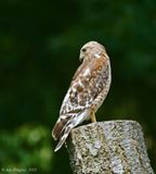 Red-shouldered Hawk