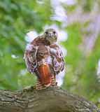 Red-tailed Hawk
