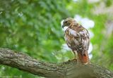 Red-tailed Hawk