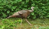 Wild Turkey