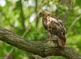 Red-tailed Hawk