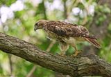 Red-tailed Hawk