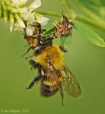 Jagged Ambush Bugs with Bumble Bee