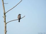 Eastern Kingbird