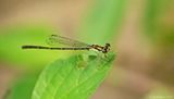 Fragile Forktail