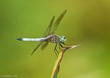 Blue Dasher