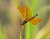 Eastern Amberwing