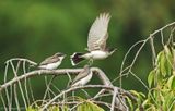 Eastern Kingbird  Fledglings and Parent