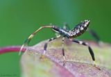 Leaf-footed Bug Nymph