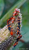 Large Milkweed Bugs