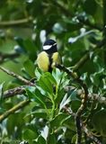 Great Tit