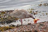 Herring Gull with Sunstar