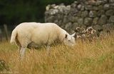 Sheep in the Highlands