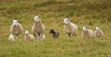 Sheep in the Highlands