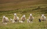 Sheep in the Highlands