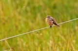 European Stonechat