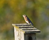 Eastern Bluebird