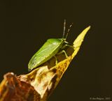 Common Green Stink Bug
