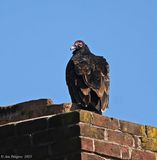 Turkey Vulture