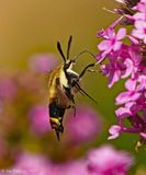 Snowberry Clearwing