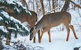 White-tailed Deer