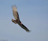 Turkey Vulture