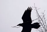 Common Raven