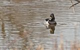 Ring-necked Duck