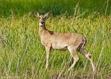 White-tailed Deer