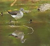 Solitary Sandpiper