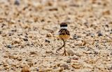 Killdeer Chick