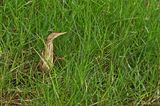 Least Bittern