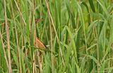 Least Bittern