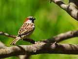 House Sparrow - male