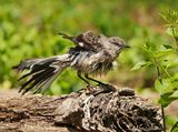 Northern Mockingbird