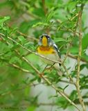 Northern Parula
