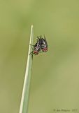 Flesh Fly sp.