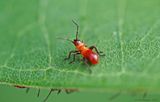 Large Milkweed Bug Nymphs
