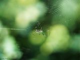 Orchard Orbweaver