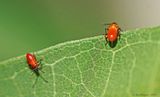 Large Milkweed Bug Nymphs