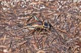 Field Cricket