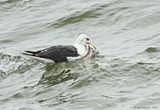 Great Black-backed Gull