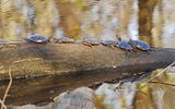 Eastern Painted Turtles