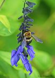 Eastern Carpenter Bee on Lobelia