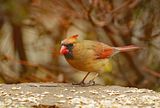Northern Cardinal - female