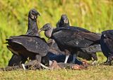 Black Vultures