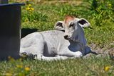 American Brahman Calf