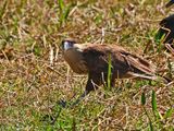 Crested Caracara - juvenile