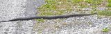 Watersnake sp.